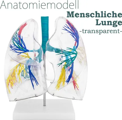 Plastik Modell menschliche Lunge, transparent mit sichtbarem Bronchialbaum, bunt, 'Anatomiemodell'