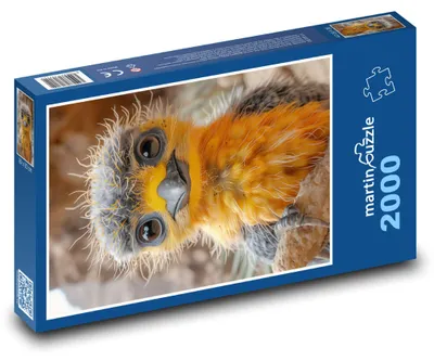 Obrázok produktu pre martinpuzzle – Puzzle 2000 – Oranžový vtácik