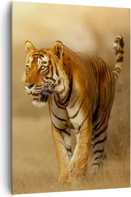 Produktbild von Bild auf Leinwand - Leinwandbild - Einteilig - tiger tier - 70x100cm - Wand Bild - Wanddeko - Wandbilder - Leinwanddruck - Kunstdruck - Wanddekoration - Leinwand bilder - Wandbild - PA70x100-3946