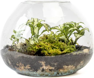 Obrázok produktu pre Gardners Sklenená váza LARIA, priemer 20 cm - vysadená s vlhkosťou