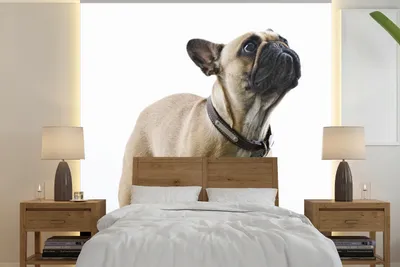 Produktbild von MuchoWow® Fototapete für Wohnzimmer oder Schlafzimmer Wandtapete Vinyl Motivtapete Französische Bulldogge - Halsband - Braun - 300x300 cm - Wanddekoration