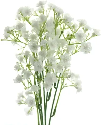 Produktbild von GASPER Schleierkraut - Gypsophila Weiß 48 cm - Kunstblumen