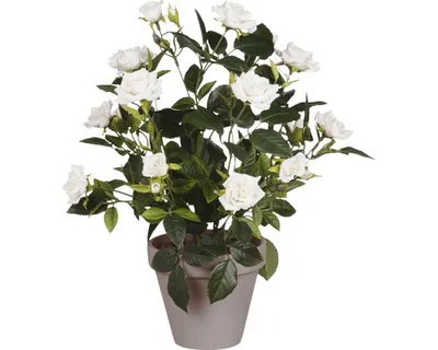 Immagine prodotto di Fiore artificiale rosa Ø 25 H 33 cm bianco