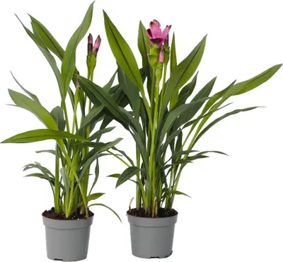Image de Plante Tropicale - Set de 4 - Curcuma 'Siam Splash' - Hauteur 40-60cm - ⌀13cm