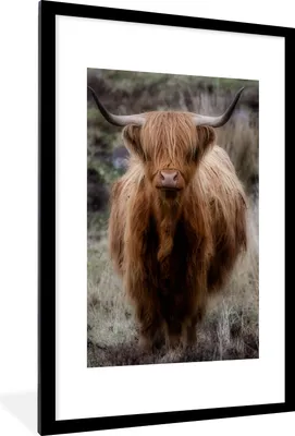 Produktbild von MuchoWow® Gerahmtes Poster Schottischer Hochländer - Moos - Gras 60x90 cm - Poster mit Schwarzem Bilderrahmen Wandposter Rahmen Foto Bilder - Dekoration - Wandposter Wohnzimmer - Hochwertig