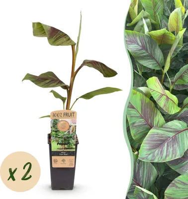 Image de Green boutiQ - Plante fruitière - Musa Ever Red - Bananiers - Rustique - Vert-Rouge - 2 Plantes - Pot 15cm - Hauteur 50cm