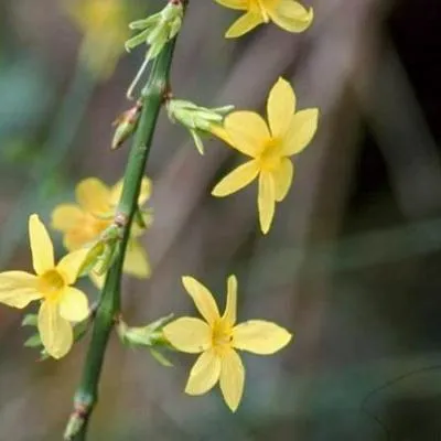 Zdjęcie produktu dla Jasminum nudiflorum - Jaśmin zimowy 50-60 cm | Doniczka