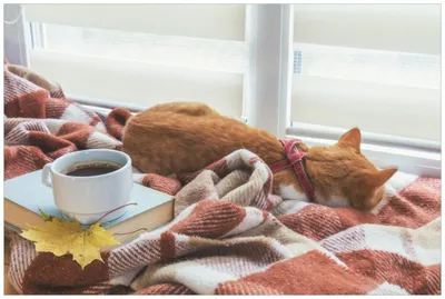 Produktbild von Wallario Wandbild aus Acryl, 90 x 60 cm, freischwebende Optik - Schlafende Katze beim Kaffeekränzchen