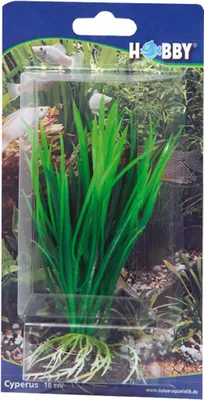 Obrázok produktu pre Hobby Cyperus, 16 cm