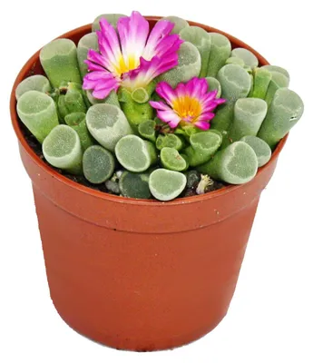 Obrázok produktu pre Frithia pulchra - okenný list - malá rastlina v kvetináči 5,5 cm