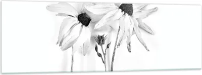 Produktbild von Bilder auf glas - Einteilig - Verwelkt Blumen Monochrom - 160x50cm - Glasbilder - Wandbilder - Bilder - Wanddekoration aus Glas - Glas Bilder - Wandbild auf Glas - GAB160x50-4737
