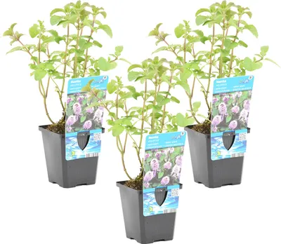 Zdjęcie produktu dla Bloomique - Zestaw 3 szt. - Mentha Aquatica - Mięta wodna - Rośliny do oczek wodnych - Rośliny wodne - Odporne na zimę - Wysokość 10-20 cm - Doniczka 9 cm