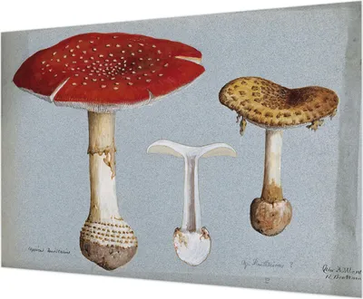 Produktbild von Wandtapete - Dekorative Tapete für Wohnzimmer - Tapetenfolie für Wanddekoration - 208x146 cm - Pilzgravuren