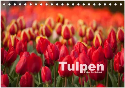 Produktbild von Tulpen (Tischkalender 2026 DIN A5 quer), CALVENDO Monatskalender