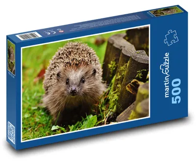 Produktbild von Puzzle 500 gieriger Igel im Wald - martinpuzzle