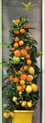 Obrázok produktu pre Amalfi citrusové trio cca 70 cm – citrón, calamondin a kumquat na mreži