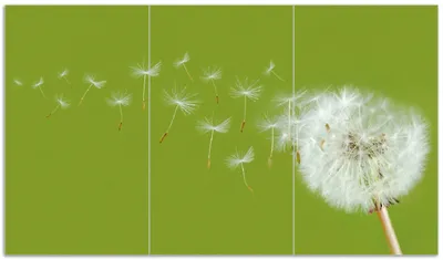 Produktbild von Wallario Herdabdeckplatte aus Glas, Größe 90 x 52 cm 3-teilig, Motiv Pusteblume auf der Wiese mit fliegenden Samen