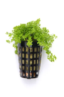 Produktbild von Hemianthus glomeratus Perlkraut Wasserpflanze Aquariumpflanze