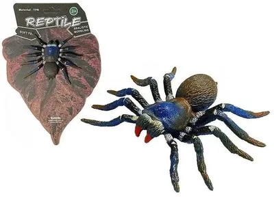 Image de Araignée - ADAR