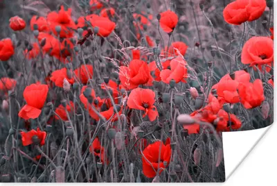 Produktbild von MuchoWow® Poster Rote Mohnblumen in einem Schwarz-Weiß-Bild 30x20 cm - Plakate - Print