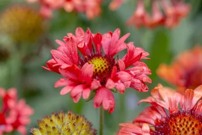 Produktbild von Gaillardia x grandiflora 'Fanfare Blaze', Kokardenblume, rot-gelb, ca. 11x11 cm Topf