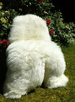 Produktbild von *Top*Riesen Öko Schaffell Typ Eisbär 140cm Und Grösser! Nicht Vernäht! Original