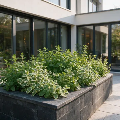Produktbild von Beetpaket – Teekräuter – Verschiedenes – Sorten und Farben – 12 Pflanzen - 15-25cm - Ø11cm - Gartenpflanze
