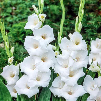 Immagine prodotto di Gladiolo a fiore grande Ice Master 5 pezzi Gladioli bulbi di gladiolo