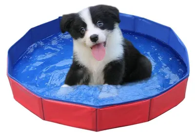 Produktbild von Hundepool Hundeplanschbecken Haustierbadewanne - Faltbar - PVC - 58 x 8 cm - Für Garten und Innenbereich