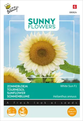 Artikelbild 2 von 'Sonnenblume White Sun F1' aus der Kategorie Sonnenblumensamen