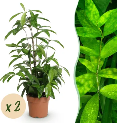 Produktbild von Green boutiQ - Zimmerpflanzen - Dracaena surculosa - Drachenbaum - Wenig Pflege - Grün - 2 Pflanzen - Topf 17cm - Höhe 60-70cm