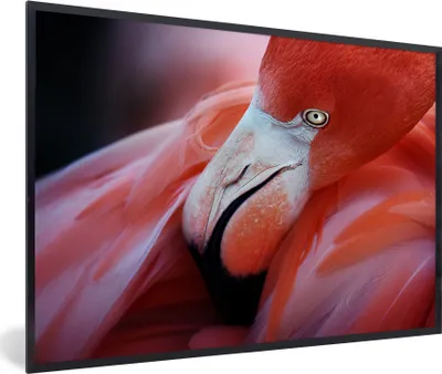 Produktbild von MuchoWow® MuchoWow® Gerahmtes Poster Nahaufnahme eines Flamingos 60x40 cm - Poster mit zchwarzem Bilderrahmen - Printing - Wanddeko Schlafzimmer