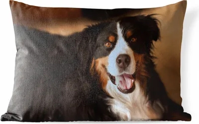 Produktbild von MuchoWow® Outdoor Kissen - Berner Sennenhund schaut in die Kamera - 60x40 cm - Wetterfest - Lounge Kissen - Zierkissen - Kissen für Innenräume