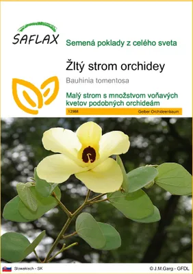 Obrázok produktu pre SAFLAX - Žltý strom orchidey - Bauhinia tomentosa - 30 Semená