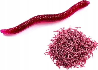 Immagine prodotto di Vermi artificiali ROSSI Dendrobena Dendrobena Tau 3,5 cm 100x