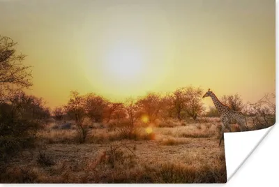 Produktbild von MuchoWow® Poster Tiere in der Savanne im südafrikanischen Kruger Park 120x80 cm - Bilder