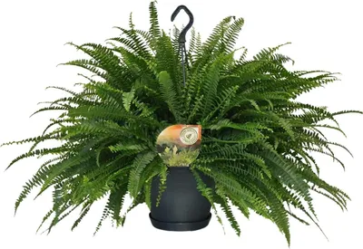 Immagine prodotto di Felce a spada Nephrolepis Green Lady, pianta da appartamento, Ø20cm, 60cm