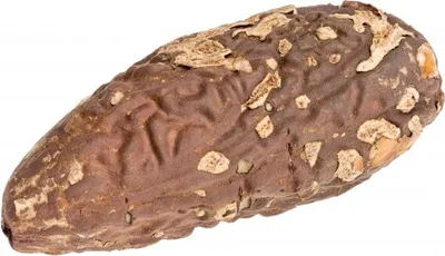 Produktbild von Thika-Nuss-Samen, Größe ca. 6-10cm | Raphia farinifera