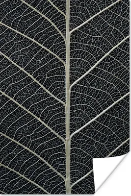 Produktbild von MuchoWow® Poster Eine Nahaufnahme eines Blattskeletts auf schwarzem Hintergrund 80x120 cm - Papierdruck