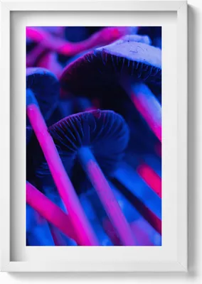 Produktbild von Magische bunte Pilze– Wandbild mit Rahmen – Gerahmtes Bild  – Wanddekoration – 40x60 cm – Weiß