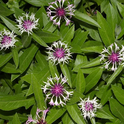 Immagine prodotto di 6 x Centaurea montana 'Coerulea' | Vaso 9 cm x 9 cm