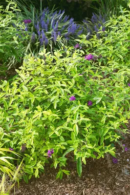 Produktbild von Buddleja 'Santana', Schmetterlingsflieder, buntlaubig, 40–60 cm