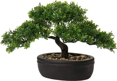 Zdjęcie produktu dla Sztuczne bonsai Podocarpus sosna cedrowa czarna sadzarka ceramiczna 25 x 23 cm