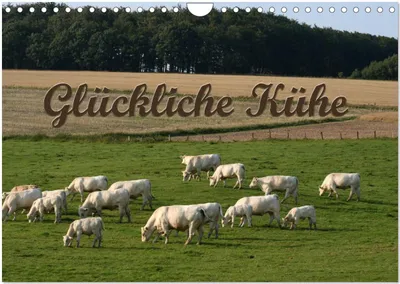 Produktbild von Glückliche Kühe (Wandkalender 2026 DIN A4 quer), CALVENDO Monatskalender