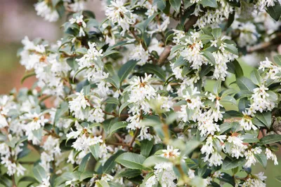 Produktbild von Osmanthus burkwoodii, Duftblüte, immergrün, 40–60 cm