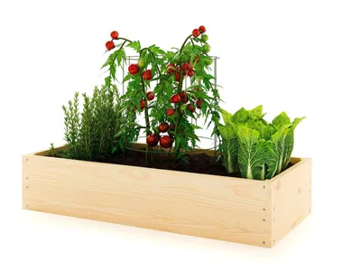 A wooden raised garden bed filled with plants, including tomatoes, herbs, and lettuce, against a white background.
