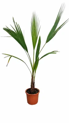 Produktbild von Washingtonia Robusta 100–140 cm Mexikanische Fächerpalme Kübelpalme Tropische Palme Exotische Winterharte Palmenpflanze