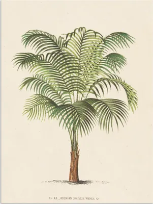 Produktbild von ARTland Wandbild Alu für Innen & Outdoor Palme II Größe: 30x40 cm