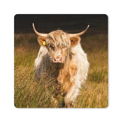 Produktbild von MuchoWow® Mauspad Mousepad Schottische Highlander - Licht - Gras - Tiere 20x20 cm - Mousepads - Maus Mat - Pad - Mausunterlage - Desk Mat - Bureauartikeln