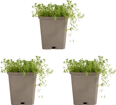 Produktbild von 3x Thymus praecox Albiflorus P9 H20